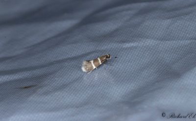 Dvärgbladskärare - Striped Bright (Phylloporia bistrigella)