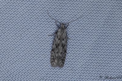Grå björkkantmal - Black-speckled Groundling (Carpatolechia proximella)