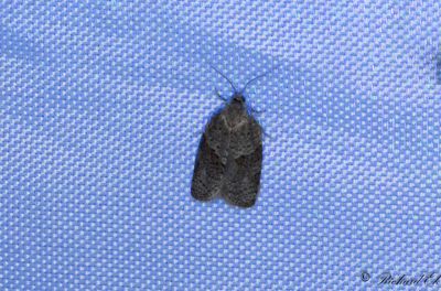 Gr lvtrdsbredvecklare (Syndemis musculana)