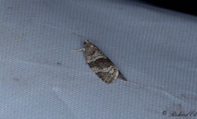 Gr lvtrdsbredvecklare (Syndemis musculana)