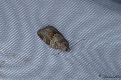 Grå lövträdsbredvecklare (Syndemis musculana)