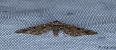 Lansettvingad malmätare (Eupithecia lanceata)