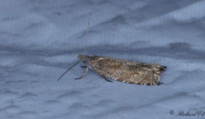 Ljungsikelvecklare (Ancylis unguicella)