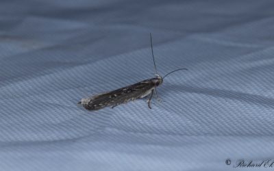 Ljungstvmal - Heather Grey (Neofaculta ericetella)