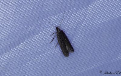 Ljungstävmal - Heather Grey (Neofaculta ericetella)