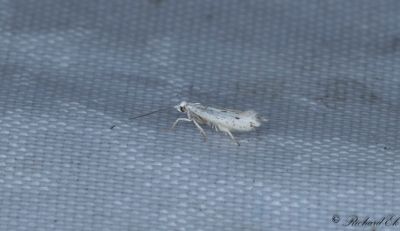 Pudergräsmal - Swan-feather Dwarf (Elachista elsaella)