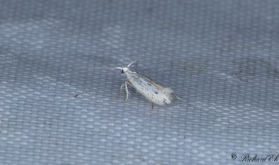 Pudergräsmal - Swan-feather Dwarf (Elachista elsaella)