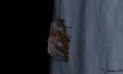 Rödbrun bladspinnare (Phyllodesma ilicifolium)