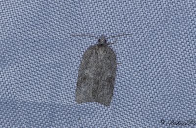 Större aspvårvecklare (Acleris roscidana)