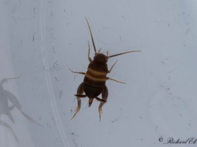 Jordmyrsyrsa (Myrmecophilus acervorum)
