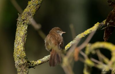 Cettisångare - Cetti's warbler (Cettia Cetti)