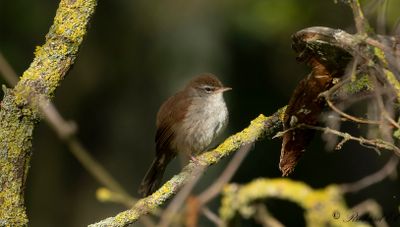 Cettisångare - Cetti's warbler (Cettia Cetti)
