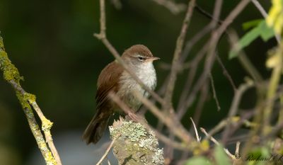 Cettisångare - Cetti's warbler (Cettia Cetti)