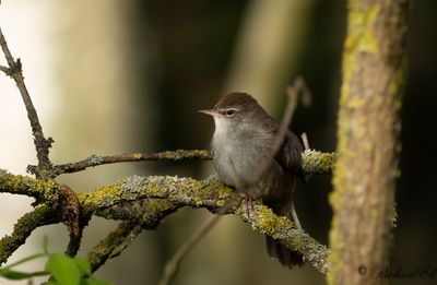 Cettisångare - Cetti's warbler (Cettia Cetti)