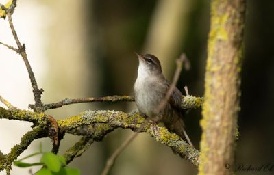 Cettisångare - Cetti's warbler (Cettia Cetti)