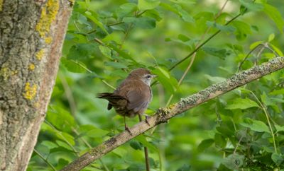 Cettisångare - Cetti's warbler (Cettia Cetti)