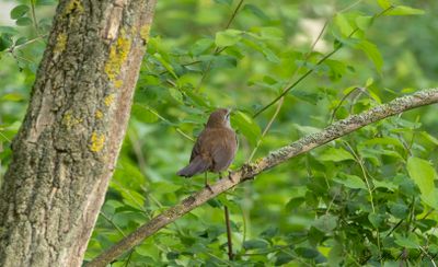 Cettisångare - Cetti's warbler (Cettia Cetti)
