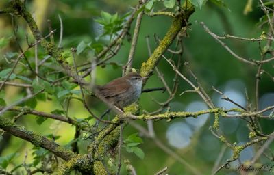 Cettisångare - Cetti's warbler (Cettia Cetti)