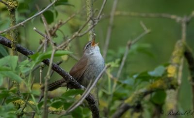 Cettisångare - Cetti's warbler (Cettia Cetti)