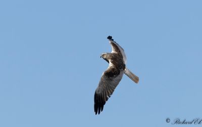 Brun kärrhök - Western Marsh Harrier (Circus aeruginosus)