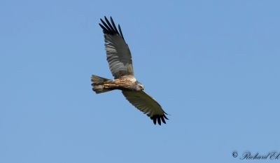 Brun kärrhök - Western Marsh Harrier (Circus aeruginosus)