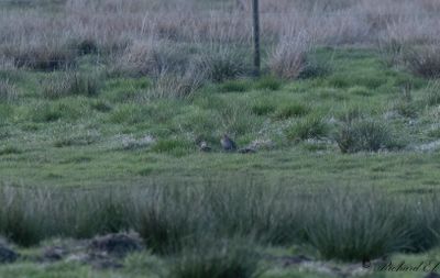Dubbelbeckasin - Great Snipe (Gallinago media)