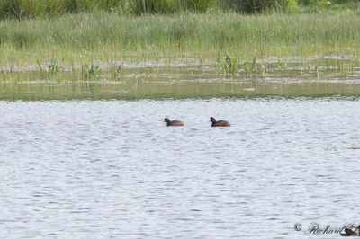 Latest bird pictures from Sweden
