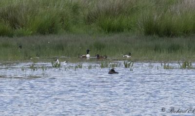 Latest bird pictures from Sweden