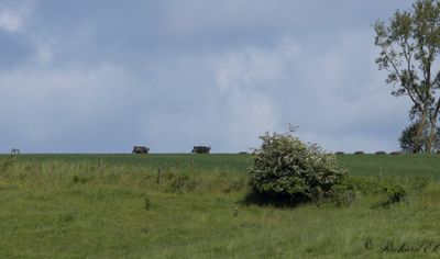 Däggdjur / Mammals