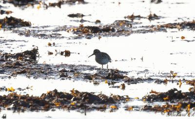 Myrsnäppa - Broad-billed Sandpiper (Calidris falcinellus)