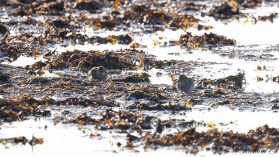 Myrsnäppa - Broad-billed Sandpiper (Calidris falcinellus)