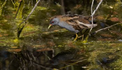 Mindre sumphöna - Little Crake (Zapornia parva)