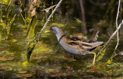Mindre sumphöna - Little Crake (Zapornia parva)