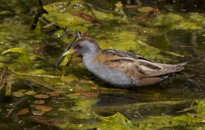 Latest bird pictures from Sweden