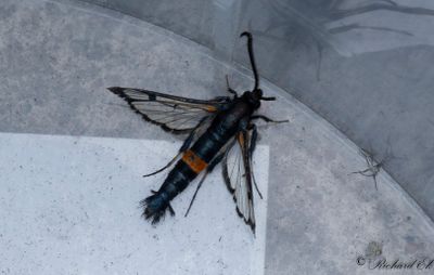 Mygglasvinge - Large Red-belted Clearwing (Synanthedon culiciformis)
