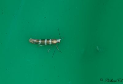 Trädgårdsmal - Juniper Ermine Moth (Argyresthia trifasciata)