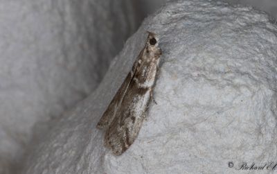 Krusbärsmott - Gooseberry Knot-horn (Zophodia grossulariella)