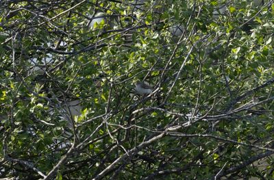 Balkansångare - Eastern Bonelli's Warbler (Phylloscopus orientalis)
