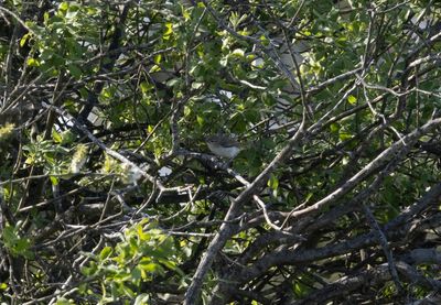 Balkansångare - Eastern Bonelli's Warbler (Phylloscopus orientalis)