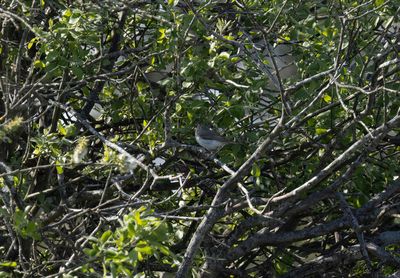 Balkansångare - Eastern Bonelli's Warbler (Phylloscopus orientalis)