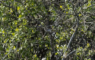 Balkansångare - Eastern Bonelli's Warbler (Phylloscopus orientalis)