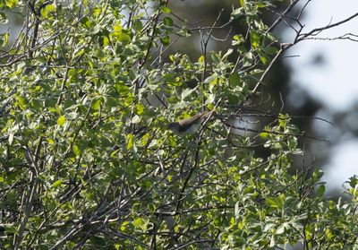 Balkansångare - Eastern Bonelli's Warbler (Phylloscopus orientalis)