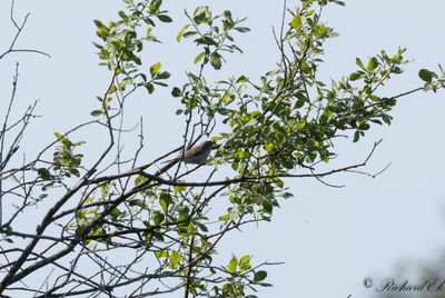 Balkansångare - Eastern Bonelli's Warbler (Phylloscopus orientalis)