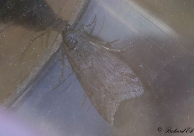 Svartbrunt ljungmott - Brown Knot-horn (Pyla fusca)