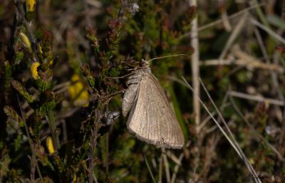 Gulstreckad backmtare - Lead Belle (Scotopteryx mucronata)