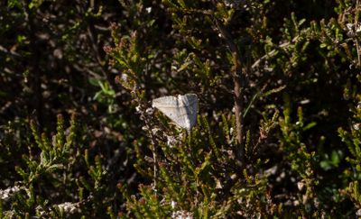 Gulstreckad backmtare - Lead Belle (Scotopteryx mucronata)