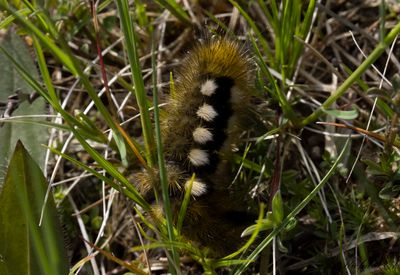 Askgrå harfotsspinnare - Dark Tussock (Dicallomera fascelina)