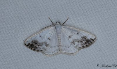Bandatlasmätare - Clouded Silver (Lomographa temerata)