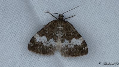 Blärefältmätare - The Rivulet (Perizoma affinitata)