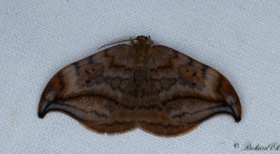 Brun sikelvinge - Dusky Hook-tip (Drepana curvatula)